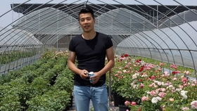 月季生长阶段施肥指南：如何让月季茁壮成长