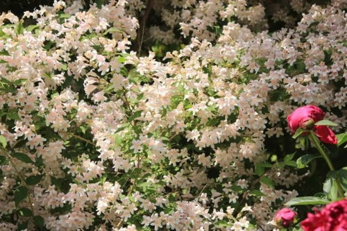 棣棠与八角金盘的搭配