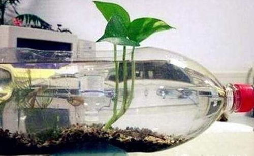 塑料瓶变花盆，种啥花dou合适？