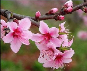 桃花夏天开吗？探讨桃花的生长习性和开花季节