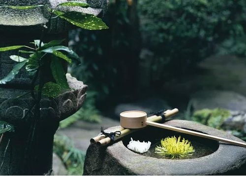 橡树种子的魅力与播种季节