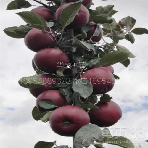 抗病嫩力中等，花期短暂，养护贝利西莫妈妈月季需要注意什么？