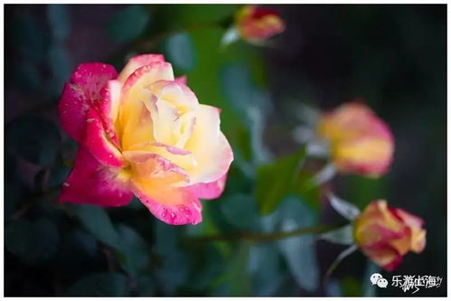 月季花的历史与魅力