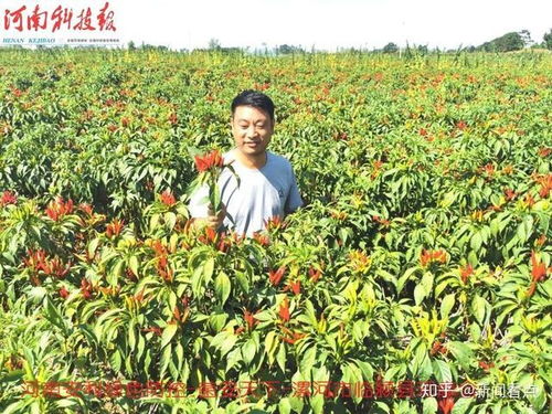 果园病虫害防治：菌安天下农药与菌安天下生物，哪个更强？