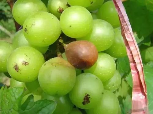 邻氯苯乙腈嘧菌酯在山东果园大显神威，葡萄霜霉病防效惊人！