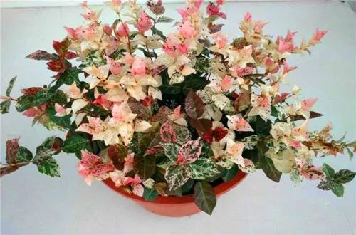 花叶络石，如何养护才能使其叶色鲜艳、生长旺盛