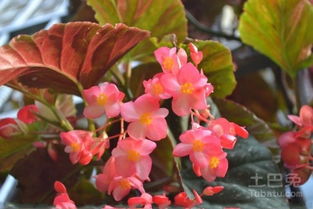 竹节秋海棠：大自然的艺术品