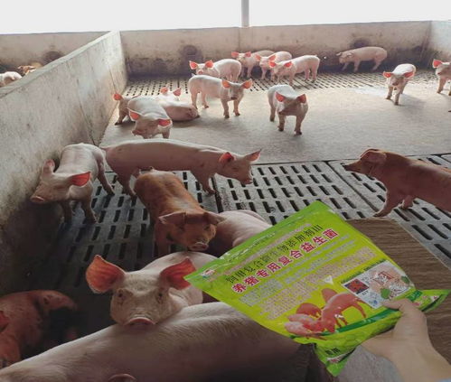 如何通过添加哪些猪饲料配方常用原料来有效提高猪的消化能力？