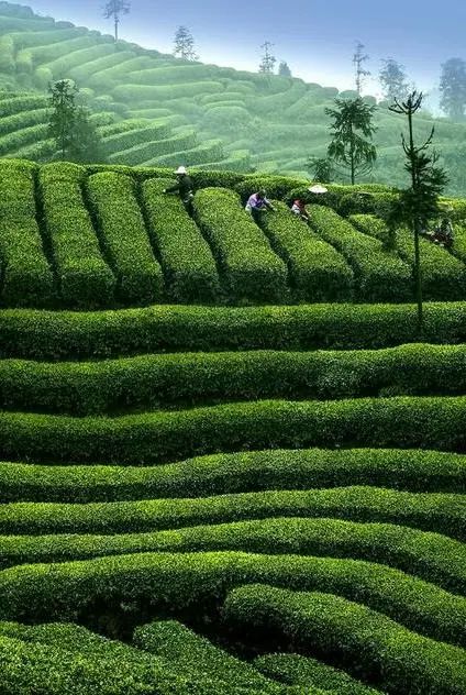 南非叶茶叶价格一览：汉中仙境茶叶一斤售价查询