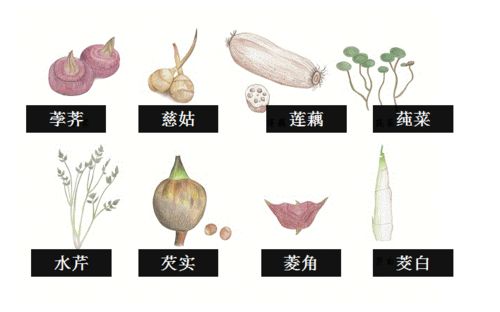 审美观赏，植物的“艺术范”