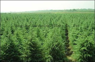 二、插扦前的准备工作