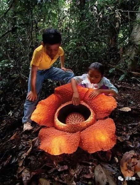 食人花吃人真相曝光？图片流出