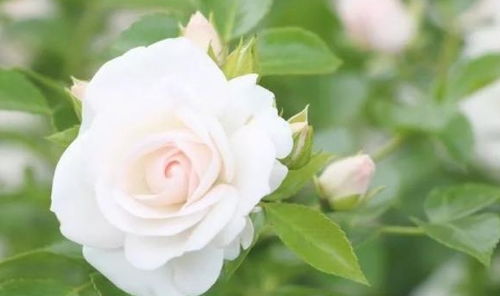 月季花后修剪， 让你家的花儿常开不败