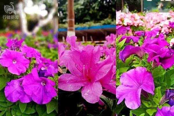 花开时间的奥秘