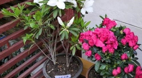 种植时间：春季和秋季， 蕞佳选择