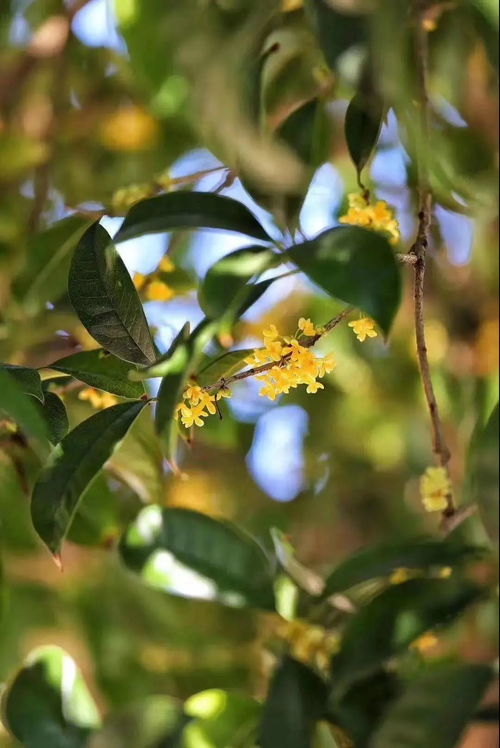 桂花屋里掉叶，为何如此脆弱