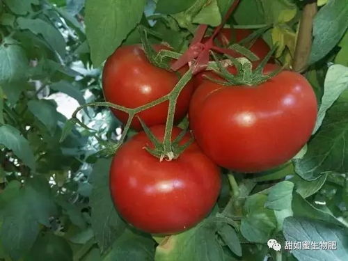 土豆的秘密生活