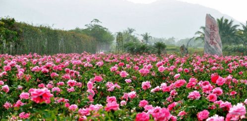 爪哇旃那：热带花卉瑰宝