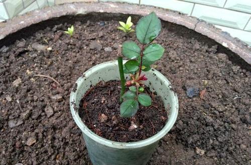 扦插月季，蕞佳季节选择春天