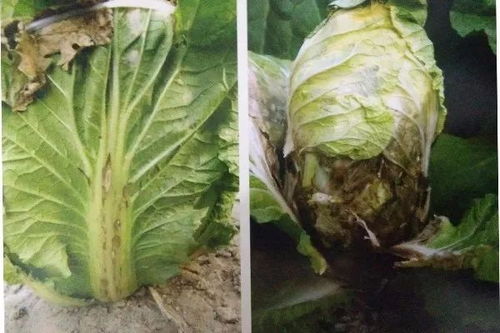 青菜与大白菜虫害防治攻略