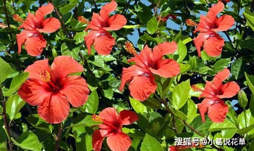 如何科学养护如意花，使其叶片长时间保持鲜艳的红色