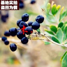 黑枸杞苗木价格，你了解吗？