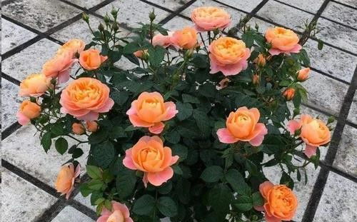 古老的绿色传奇