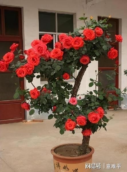 小盆栽， 点缀生活