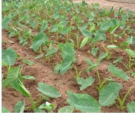 芋头种子种植的乐趣