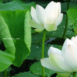 荷花的病虫害防治