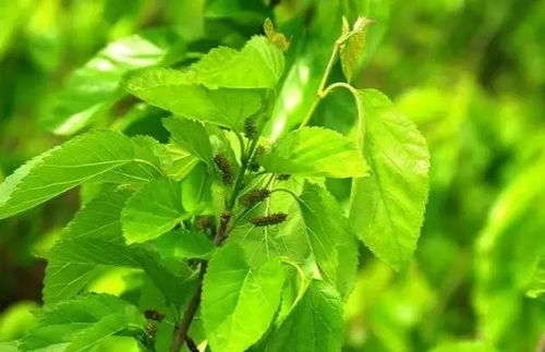 如何彻底清除农药残留？