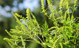 为什么你买的草花总活不过冬至？