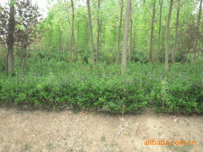 苗源的定植时间：了解清楚