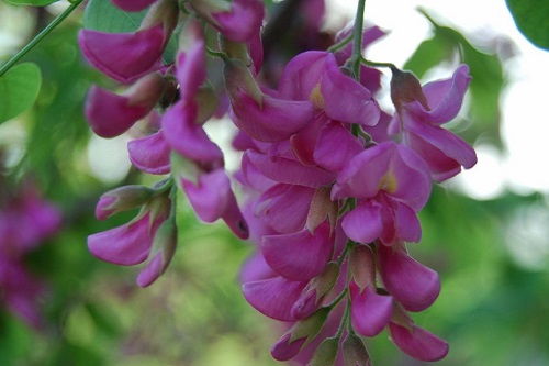 修剪， 要讲究技巧