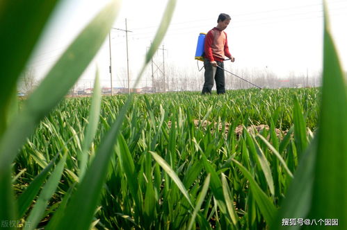 鱼腥草的除草剂之谜