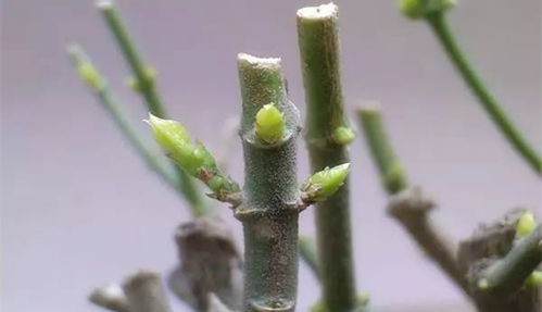 第二步：选择合适的工具