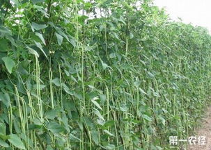 如何科学种植豆角才能提高产量，掌握哪些栽培技术要点