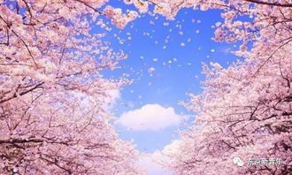 樱花盛开季？这份赏樱攻略