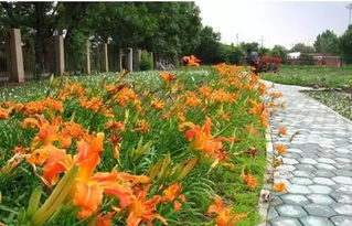 三月天津， 花儿绽放的时光