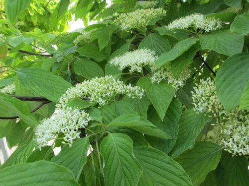 养殖白檀，注意事项与养护要点