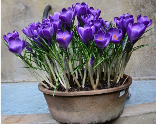 主角登场：鸡冠花和百日菊