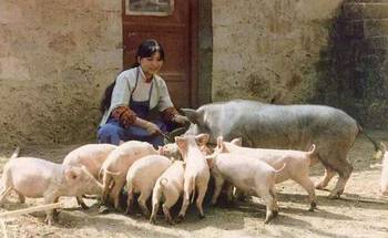 养猪用玉米饲料比猪草更有效吗？