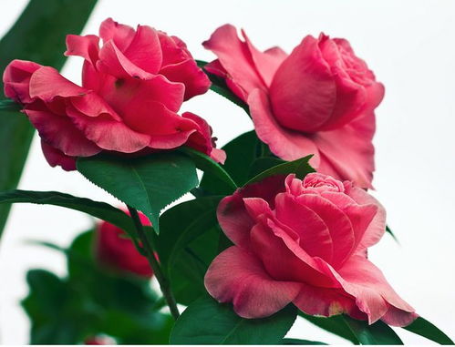 施肥要适量：营养均衡是关键