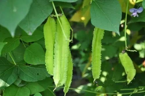 西番莲种子处理方法，如何提高发芽率