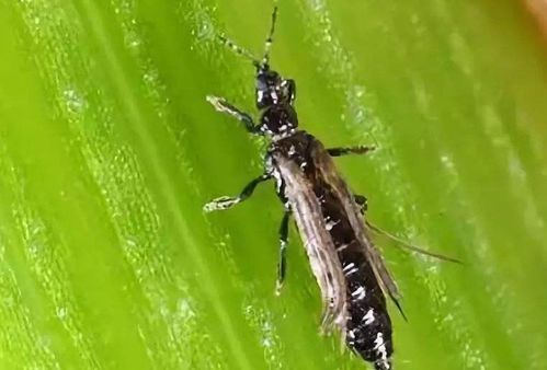 甲维盐虫螨腈：蓟马克星还是大棚黄瓜的隐患？