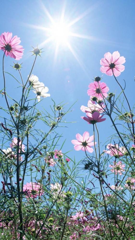 波斯菊开花后，如何妥善处理