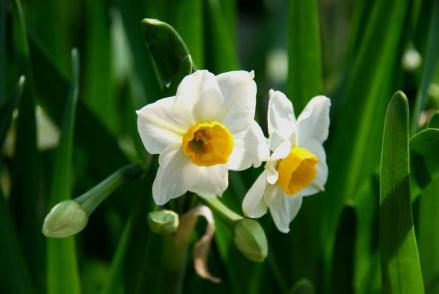 水仙花，学名Narcissus