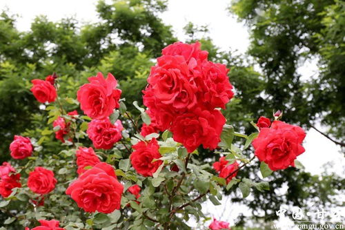 甘谷月季花开醉满城