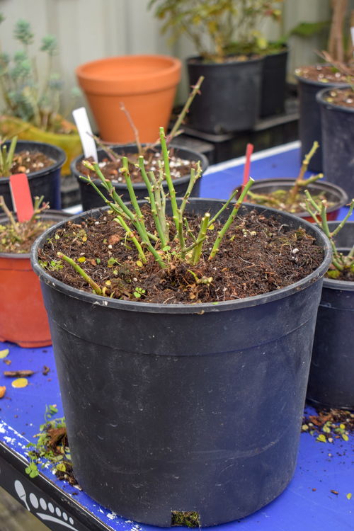 月季花冬天Neng剪枝吗？