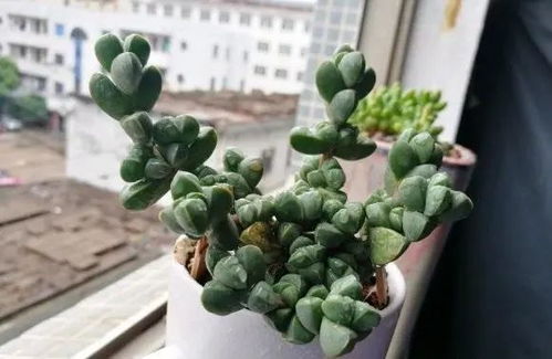 多肉鹿角海棠如何繁殖？是叶插还是扦插
